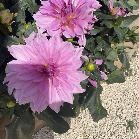 D'hotes Les Lits Marins Saint-Pierre-d'Oleron